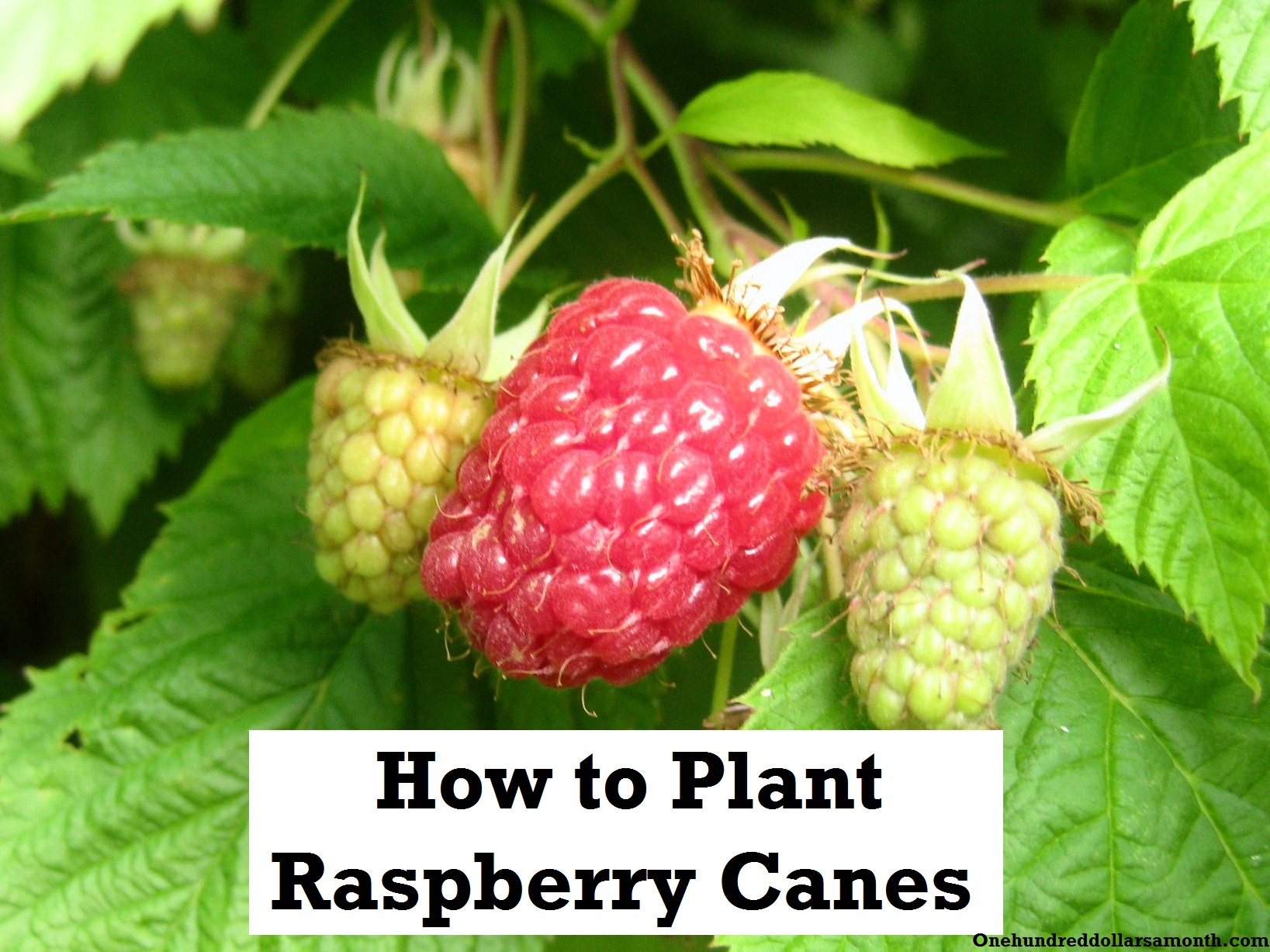 How To Grow Your Own Food How To Plant Raspberries Raspberry Canes