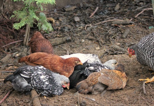 But the thing is, Black Fatty always gets first dibs. The other birds don't even dare approach the Flock Block until she has had her fill and walks away.