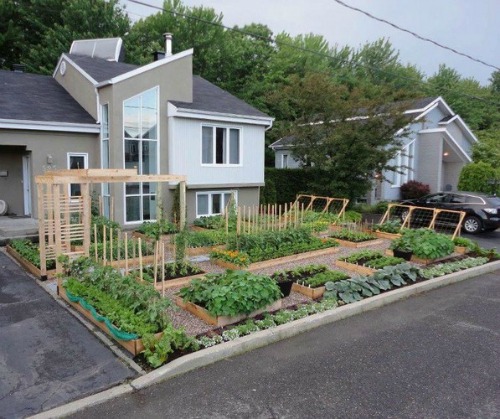 Pictures of Front Yard Vegetable Gardens - One Hundred Dollars a Month