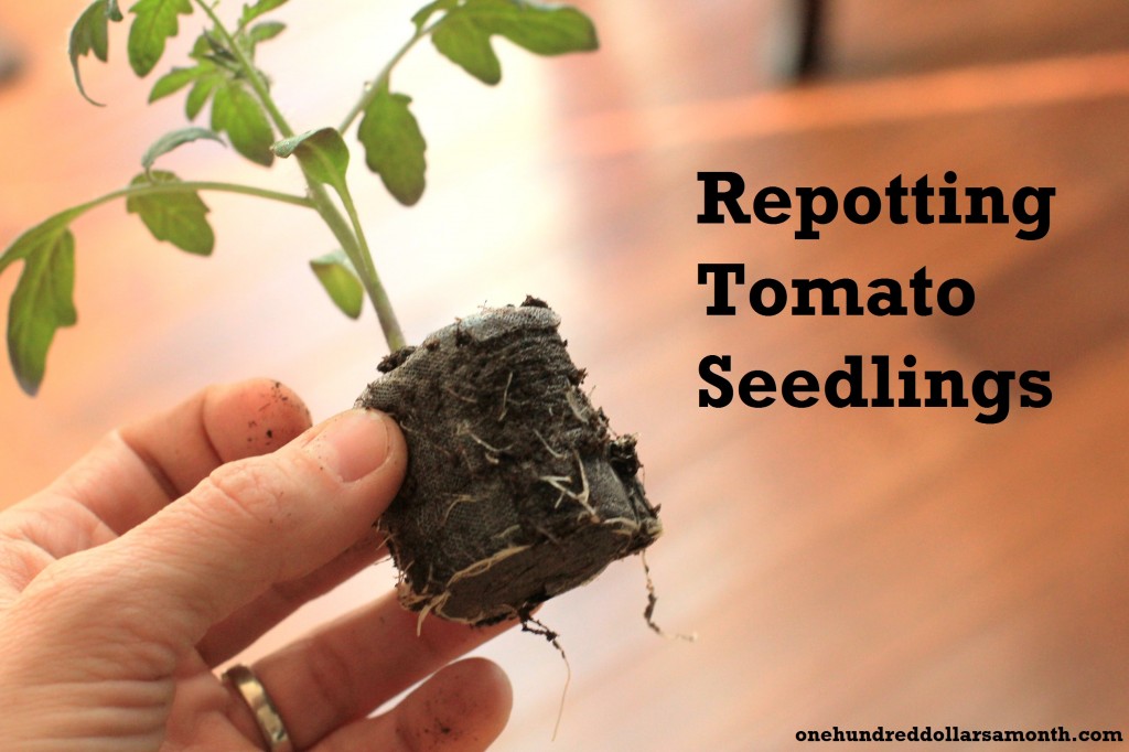 repotting vegetable seedlings