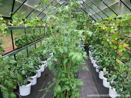 Image of Tomatoes and onions planted in a greenhouse