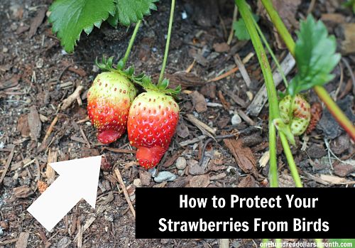 strawberries for birds