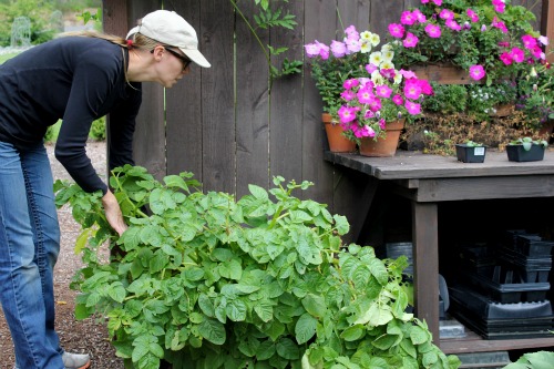 How To Grow Seed Potatoes {Start To Finish} - One Hundred Dollars A Month