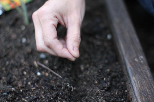 Mavis Garden Blog - How Late Can You Grow Carrots? - One ...