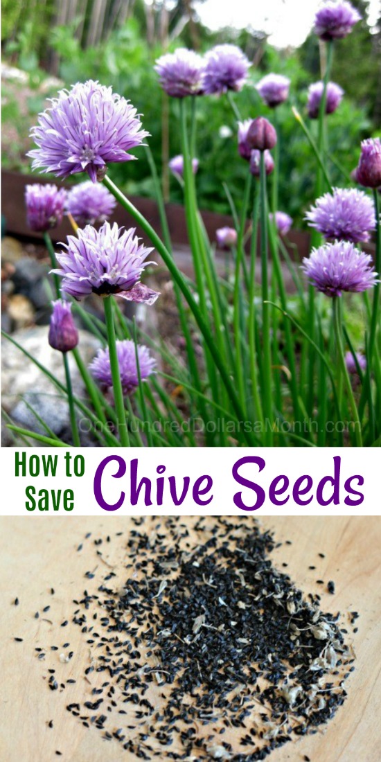 Mavis Garden Blog – How to Save Chive Seeds