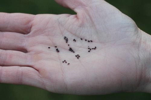 5 Simple Tips How To Grow Lavender From Seed The Gardening Dad