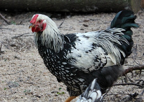 Rooster vs. Hen: Know Before They Crow - Backyard Poultry