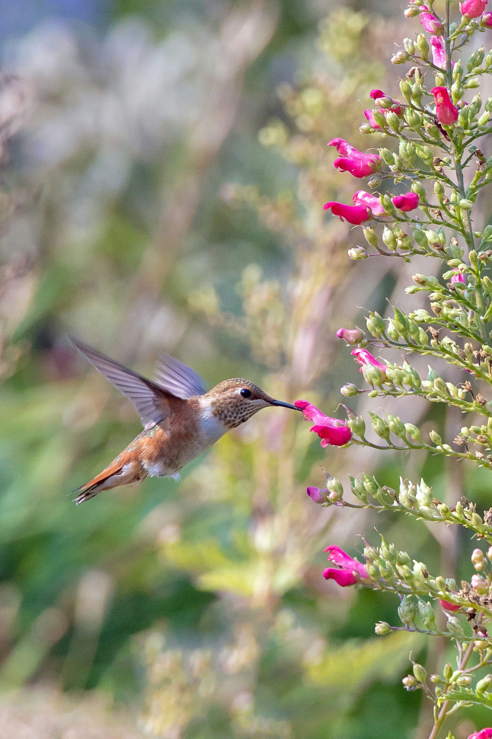 How to Attract Birds to Your Garden