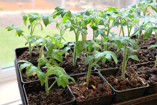 Mavis Garden Blog Seedling Updates and Pictures One