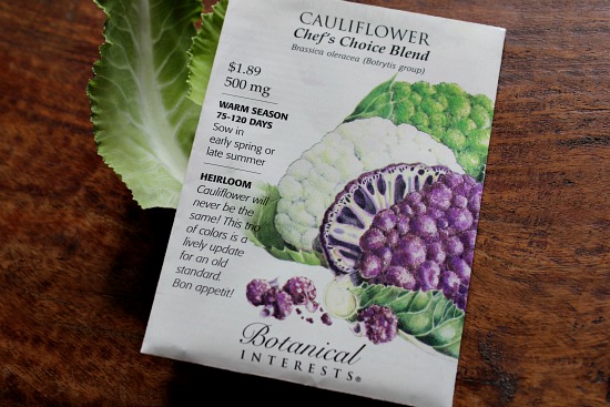 How to Grow Cauliflower {Start to Finish} - One Hundred Dollars a Month