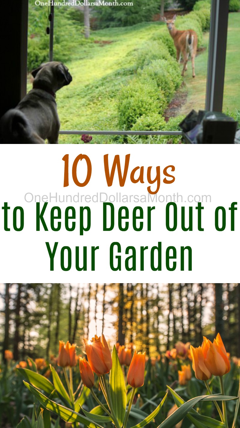 keep deer out of garden