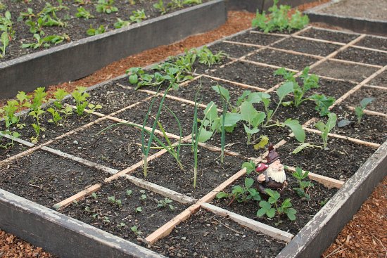 Raised Garden Beds - Growing Cabbage, Onions, Radishes, Garlic