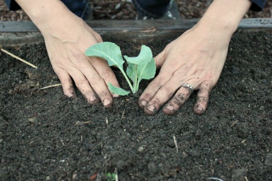 How to Build and Plant a Square Foot Garden One Hundred