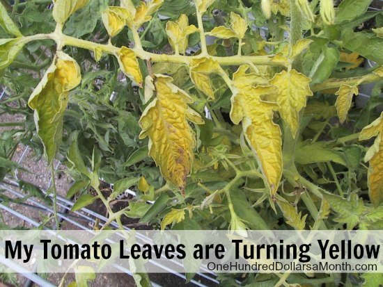 Ask Mavis - Help! My Tomato Leaves Are Turning Yellow - One Hundred Dollars A Month