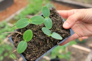 Square Foot Gardening - All the Grids Have Been Planted - One Hundred