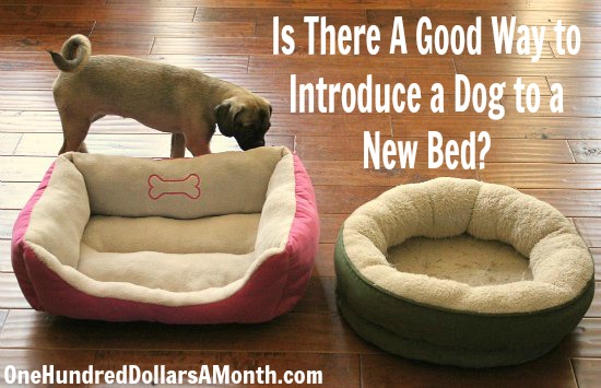 How to get a dog to use a new bed hotsell