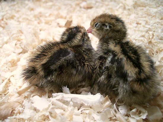 Baby Quail Eggs Hatching - One Hundred Dollars a Month