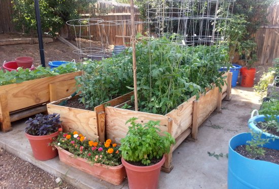 Dammann's Garden Company – Save Space With Container Vegetable