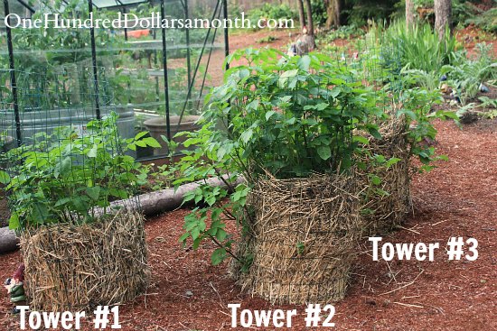 How to Grow Potatoes in a Tower - Update - One Hundred Dollars a Month