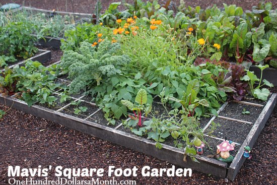 Mavis Square Foot Gardening Update One Hundred Dollars A Month