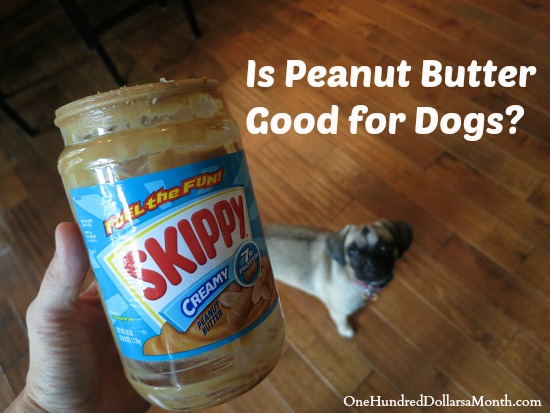 Safest peanut outlet butter for dogs