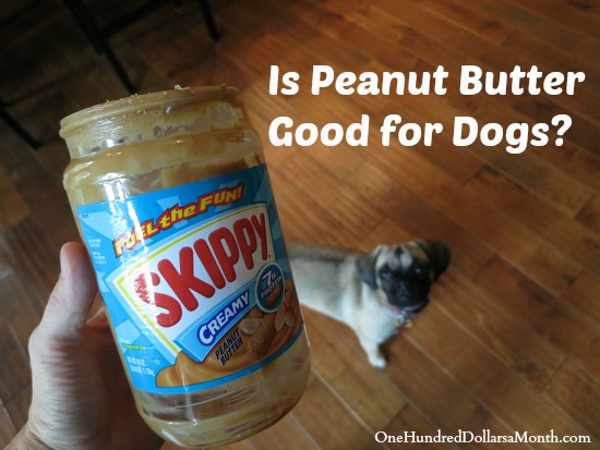 What Peanut Butter Is Not Good For Dogs