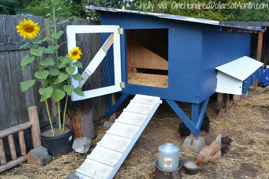 Mavis Mail - Cool Chicken Coop Photos - One Hundred ...