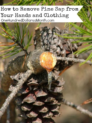 How to Remove Pine Sap from Your Hands and Clothing - One ...