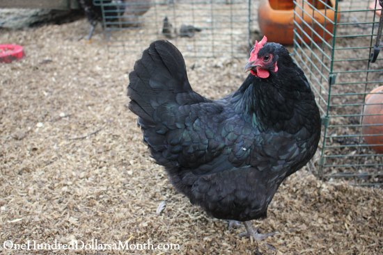 What are the Best Chicken Breeds for Backyards? - One 