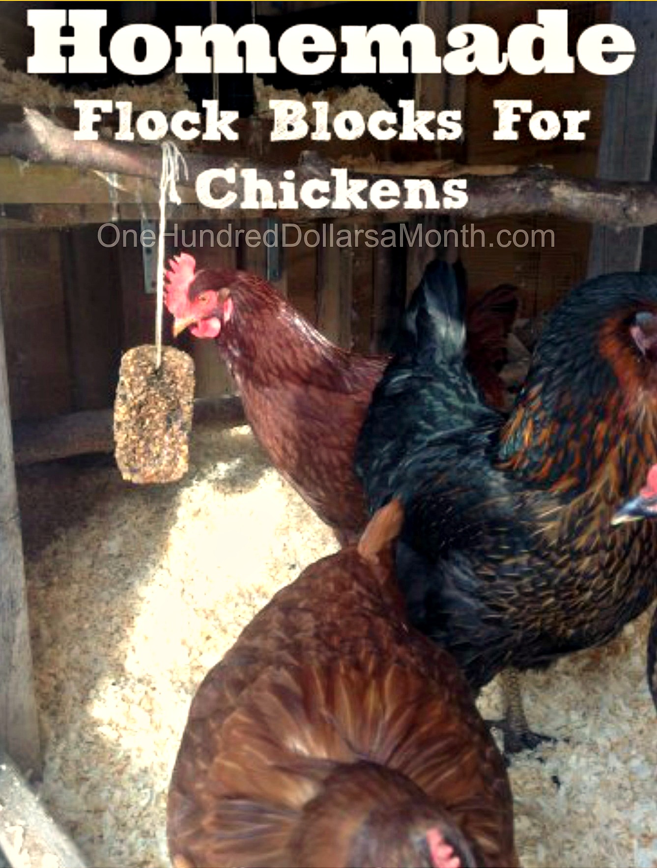 DIY Homemade Flock Blocks For Chickens One Hundred Dollars a Month
