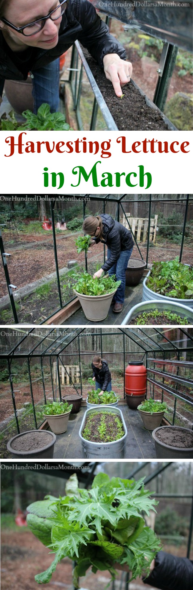 Mavis Garden Blog – Harvesting Lettuce in March