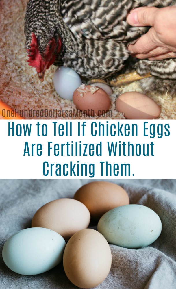 How Can I Tell If My Chicken Eggs Are Fertilized Without Cracking Them One Hundred Dollars A 