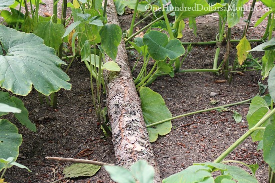 Mavis Butterfield | Backyard Garden Pictures 7/22/14