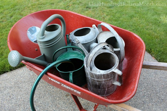 Mavis Butterfield | Backyard Garden Pictures 7/13/14