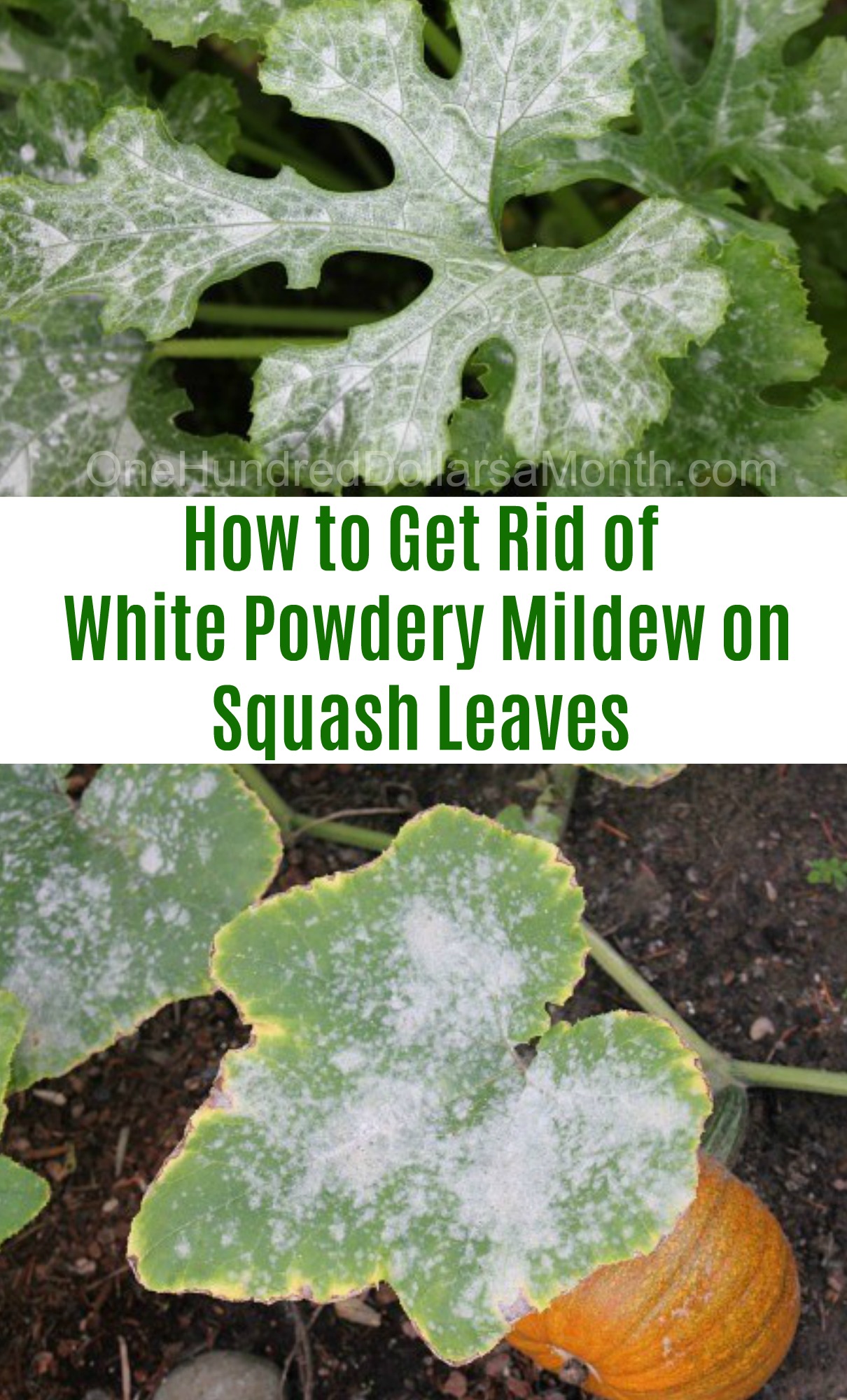 How To Get Rid Of White Powdery Mildew On Squash Leaves One Hundred 