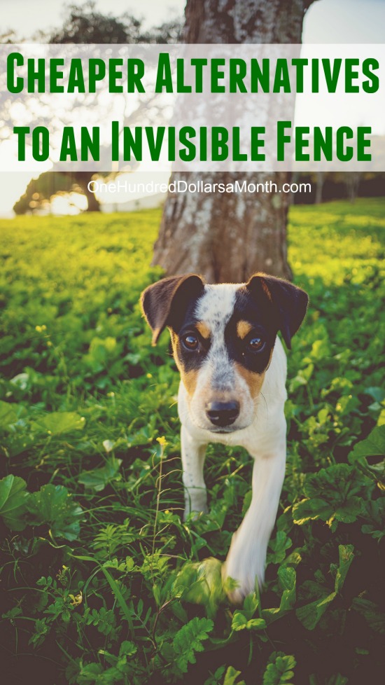 invisible fence for small dogs