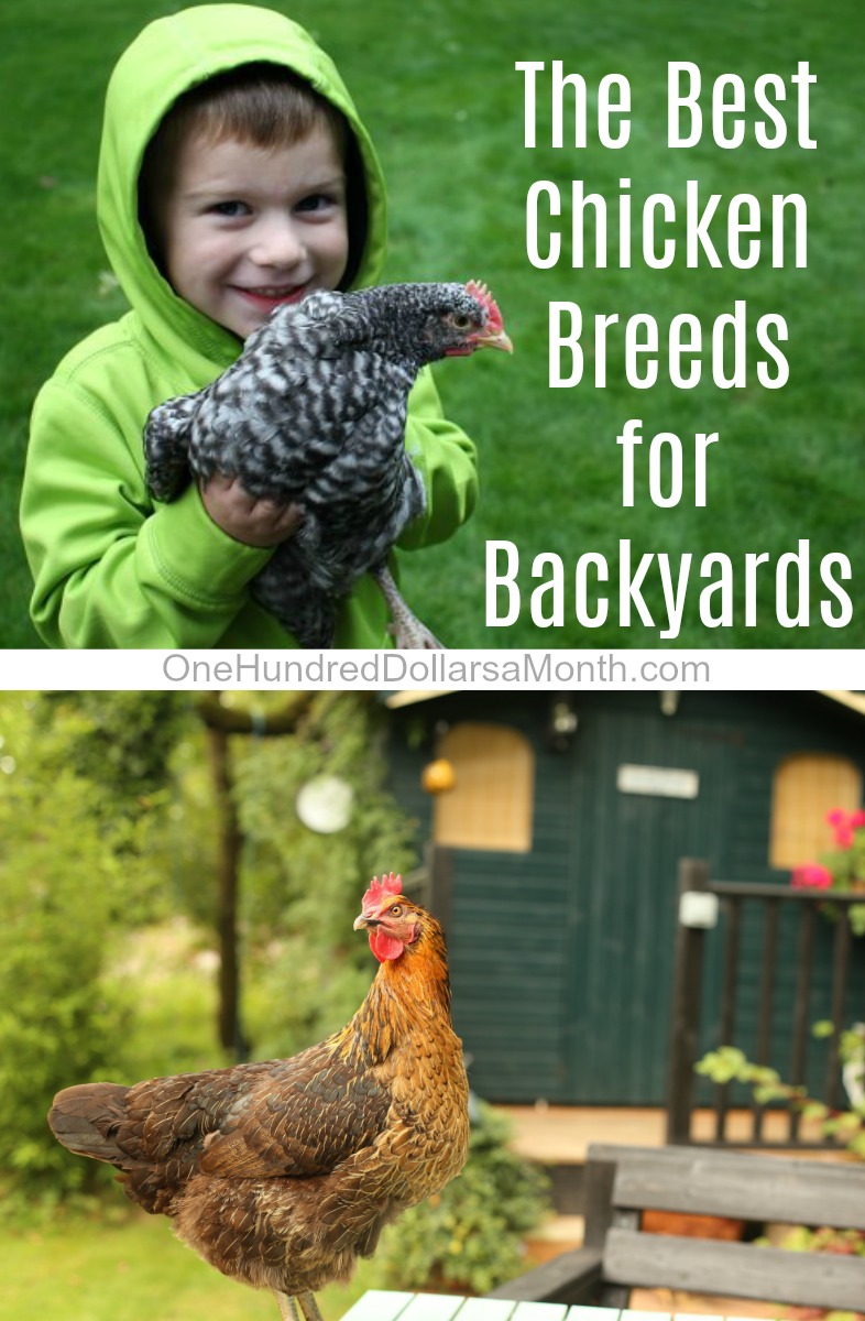 What are the Best Chicken Breeds for Backyards? - One Hundred Dollars a  Month
