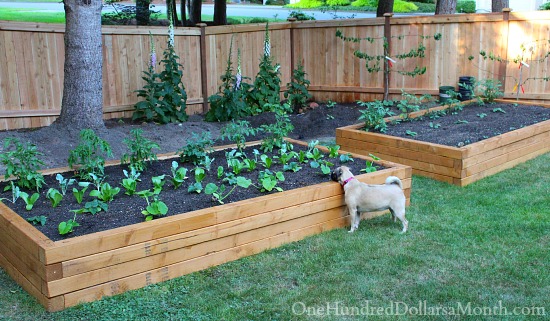 How To Build Raised Garden Beds For Growing Vegetables One