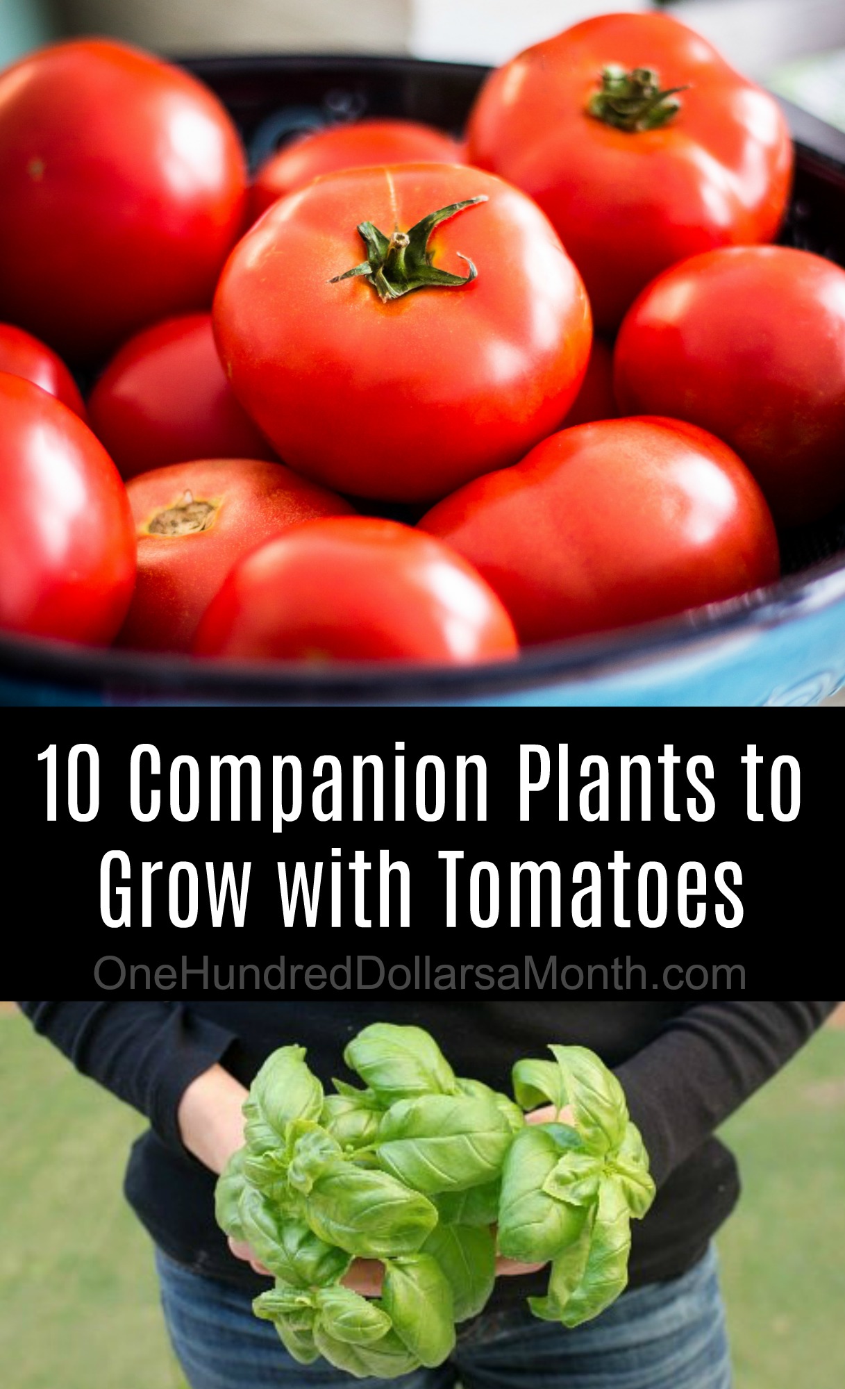 Companion Plants To Grow With Your Tomatoes One Hundred Dollars A Month