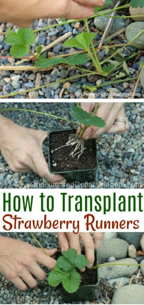 transplanting strawberry seedlings