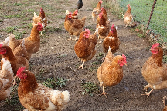 Whole Foods Wants to Shift to Selling Slower-Growing Chickens - One ...