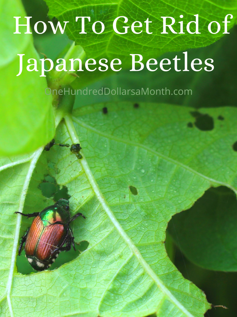 how-to-get-rid-of-japanese-beetles-9-proven-tricks-from-readers-one