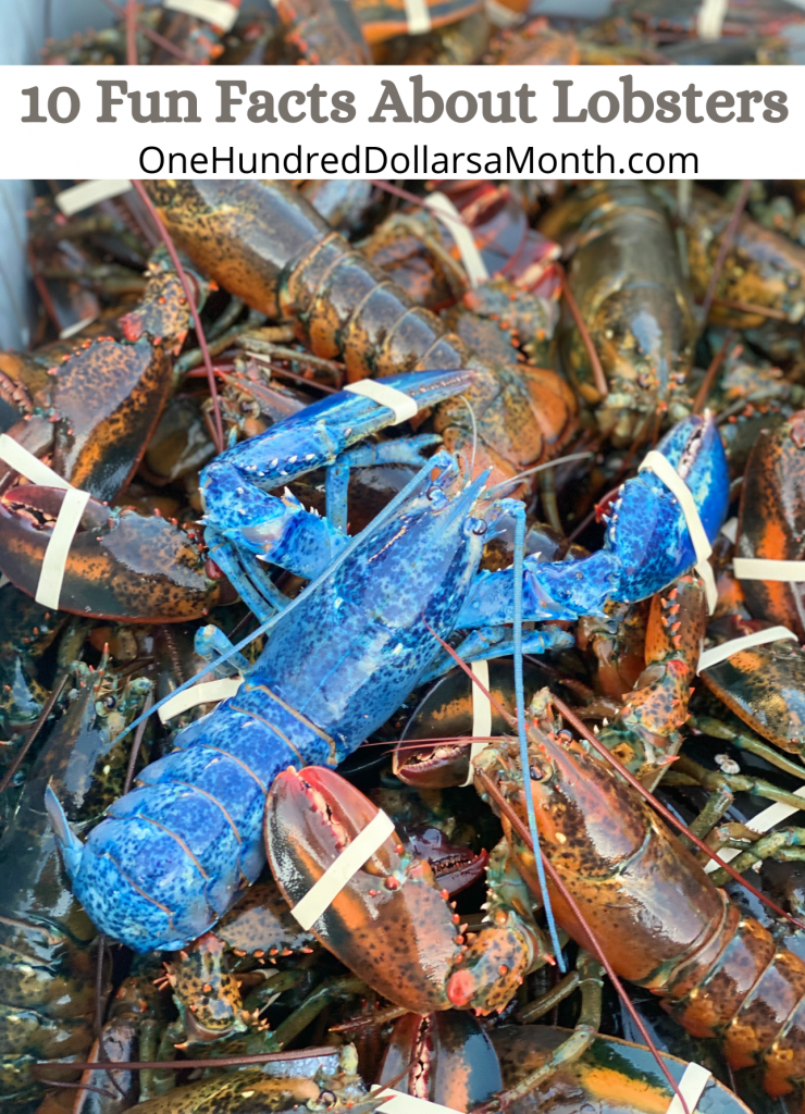 10 Fun Facts About Lobsters - One Hundred Dollars a Month