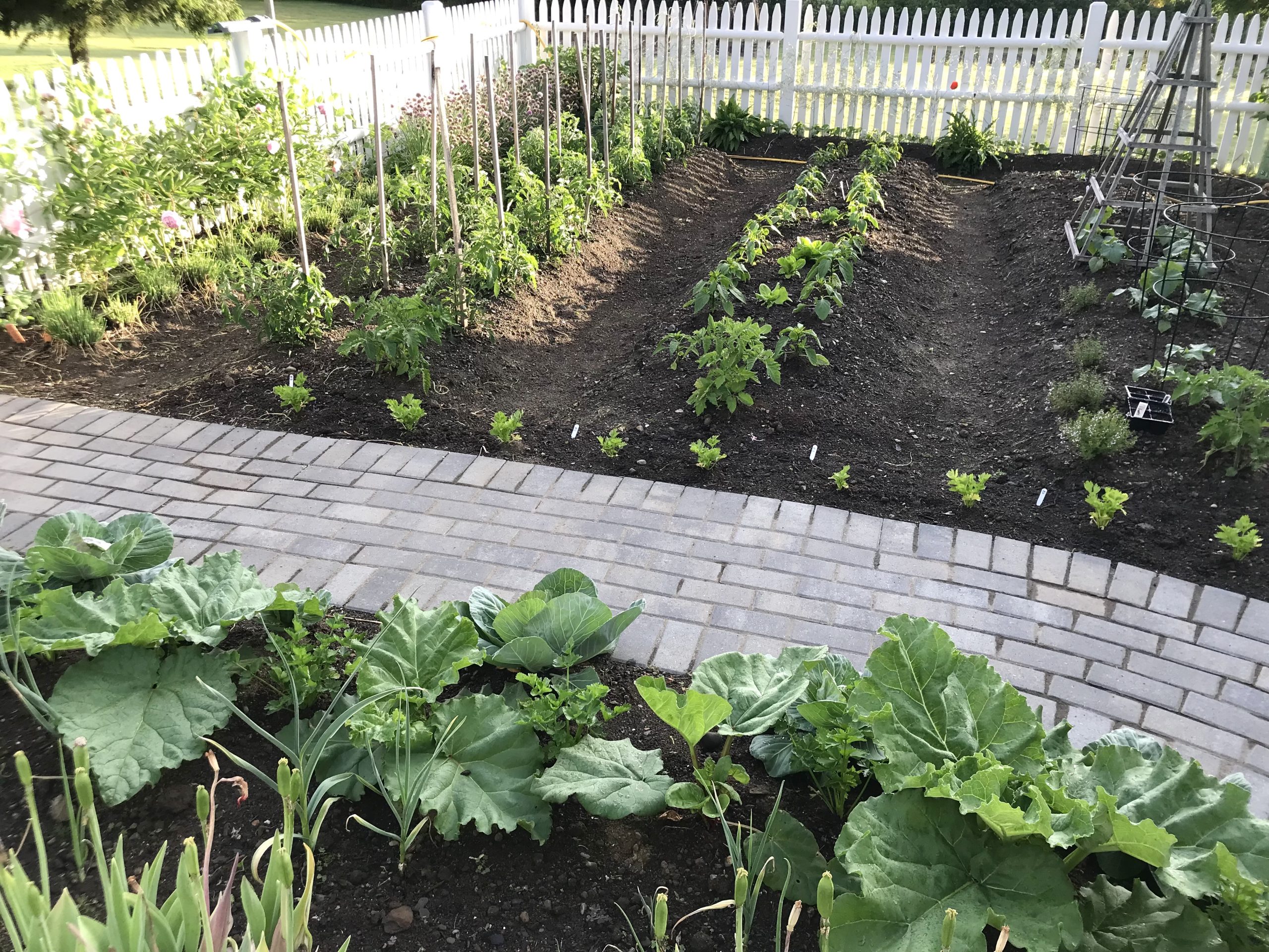 Gardening in Coastal Maine - Planting Zone 6a- Early June - One