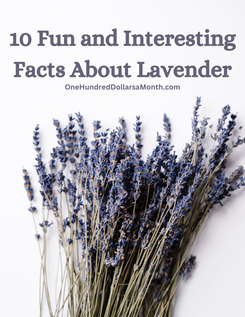 10 Fun Facts About Lavender Plants