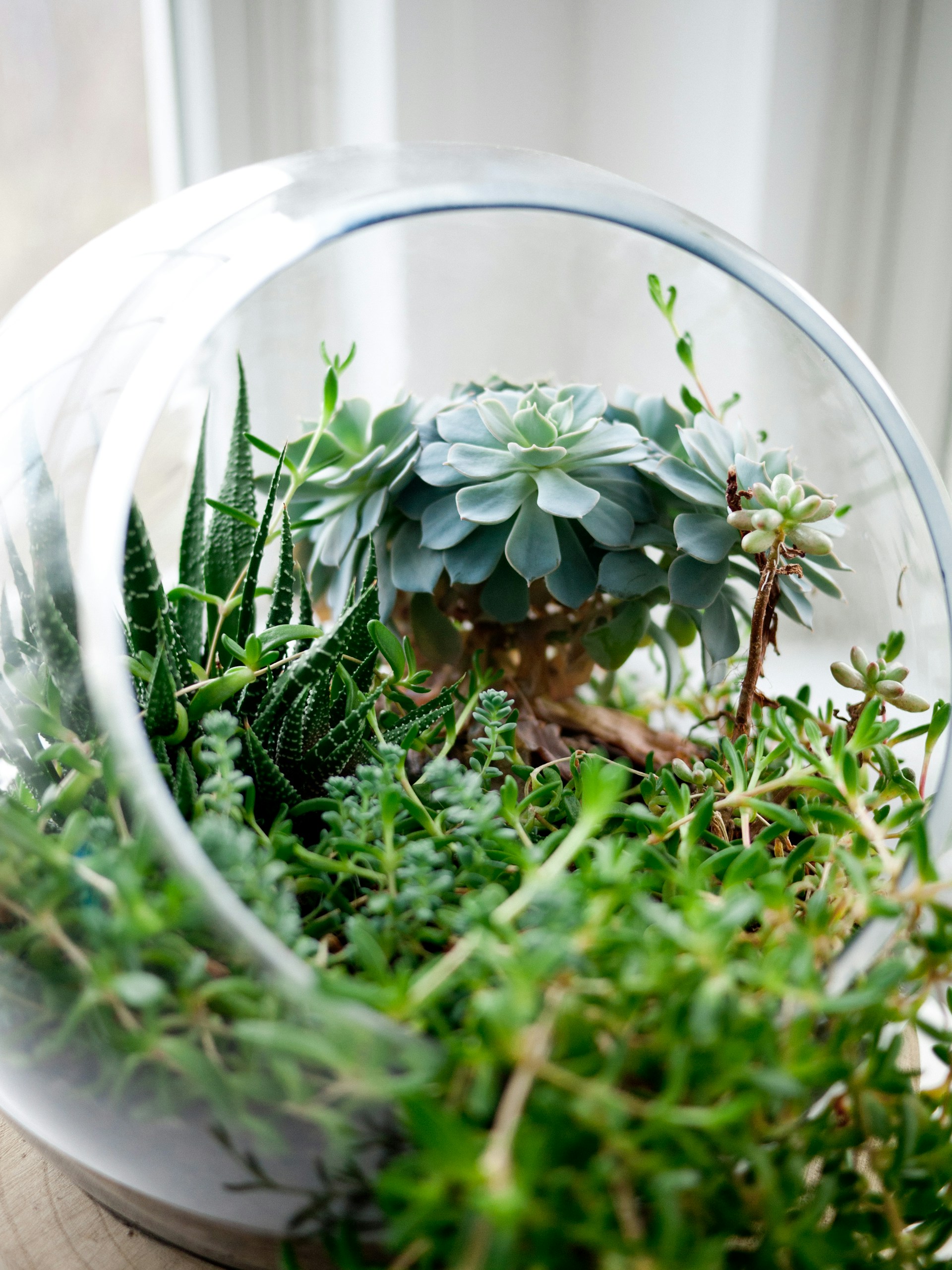 How To Care For Succulents