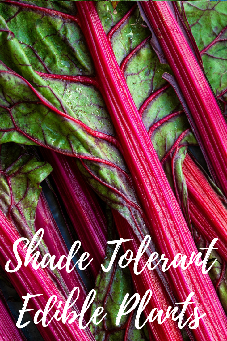 Shade Tolerant Edible Plants