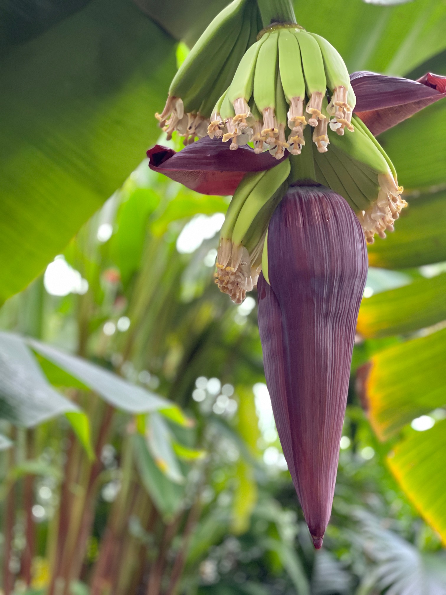 The Banana Trees At Kew Gardens