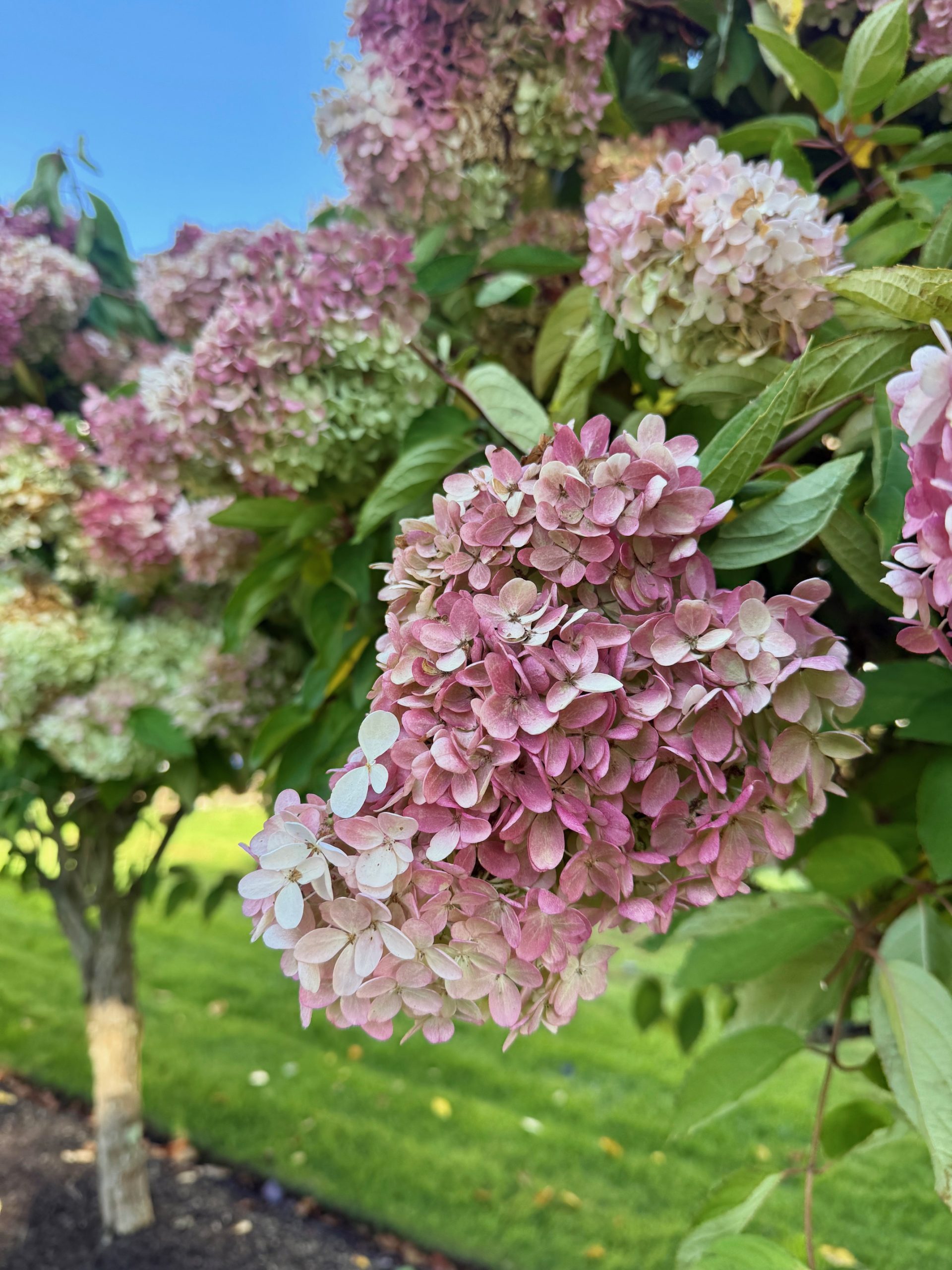 Free Hydrangea Flowers